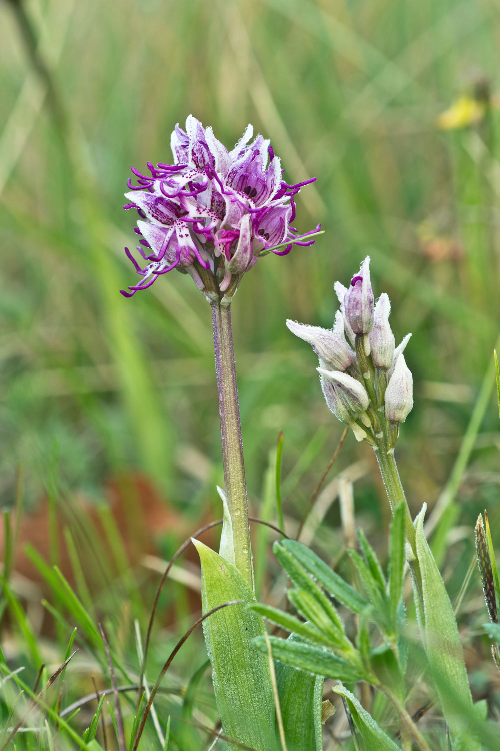 Orchis simia